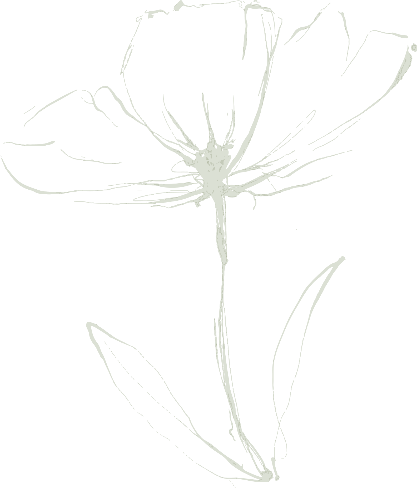 A flower, line drawing, faded in the background